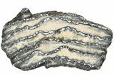 Mammoth Molar Slice with Case - South Carolina #207576-1